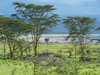 viajes de novios kenia, nakuru