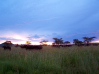 viaje novios tanzania Serengeti
